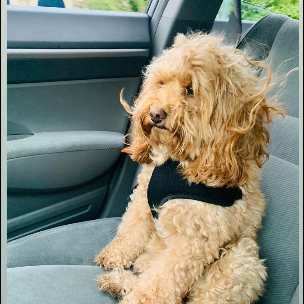 Sadie the Seller 🐶 Priced with Paws 🐾